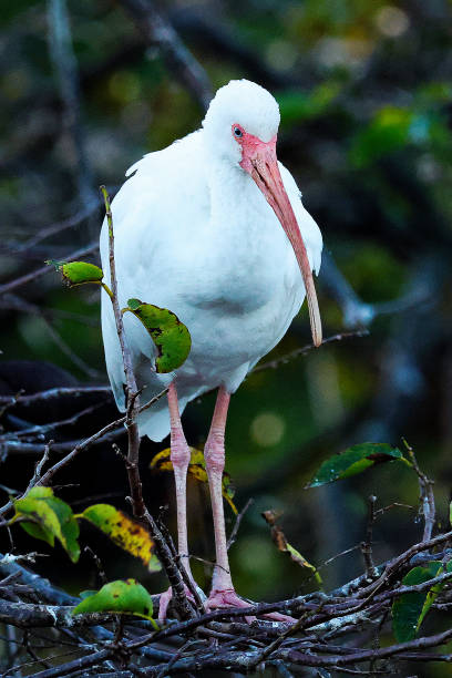 istock White Ibis at the Wakodahatchee Wetlands 2200895190