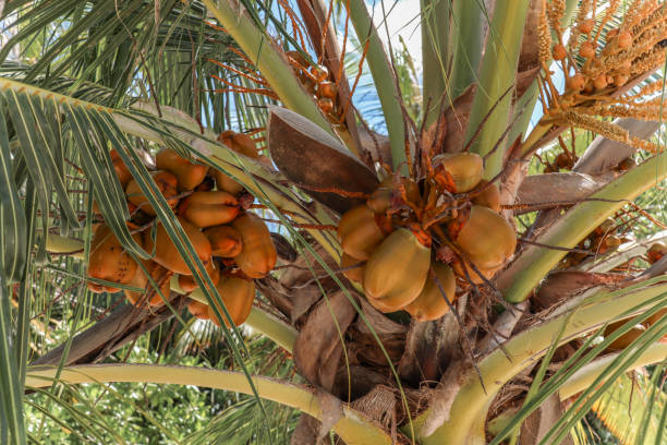 istock Tropical Coconut Palm tree with coconuts growing in bunch on Maldives island Resort 2200896303