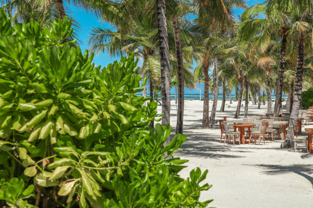 istock tropical Beach side Restaurant by the Sea with outdoor chairs and table setting under palm trees at luxury Maldives island resort 2200896644