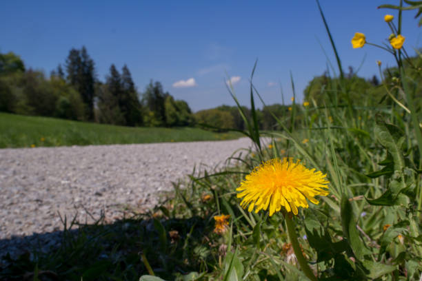 Blooming spring dandelions