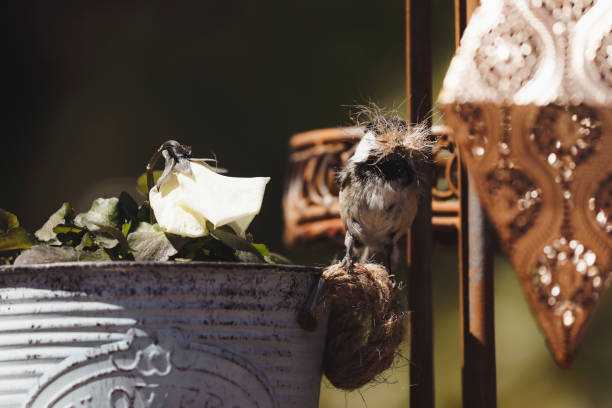 A little chickadee picks fibres from the handle of a flower pot during nesting season.