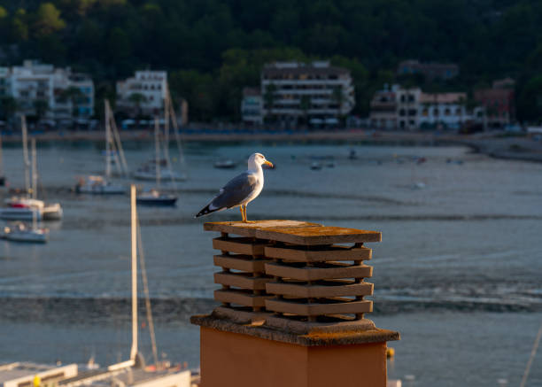 Seagull perched with scenic view harbor in Port de S?ller, Mallorca. Focus on bird, highlighting its details against coastal backdrop