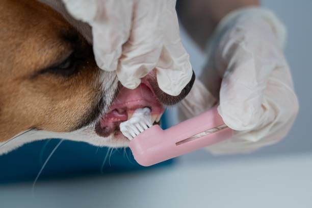 istock A vet is cleaning the teeth of a Jack Russell Terrier. 2200913049