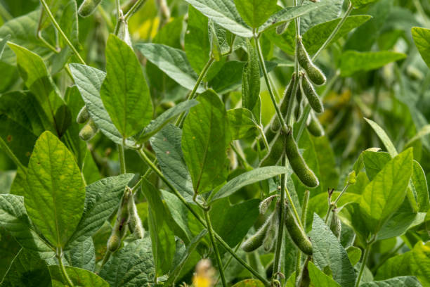 istock soybean plantation with pods visible on a sunny day 2200913390