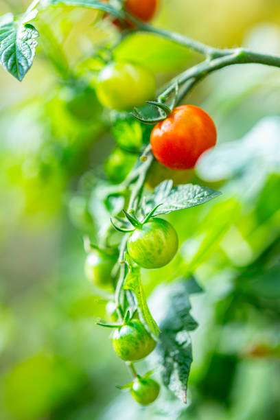 istock Ripe yellow tomatoes in late summer. 2200915455