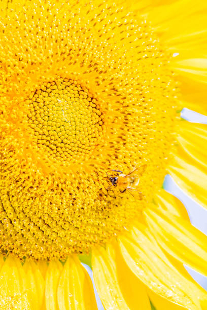 Sunflower and honeybee