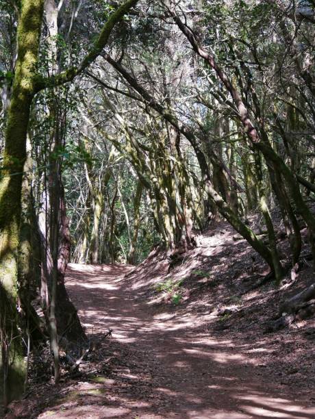 istock Hikingway in nationalpark Garajonay on La Gomera 2200917865