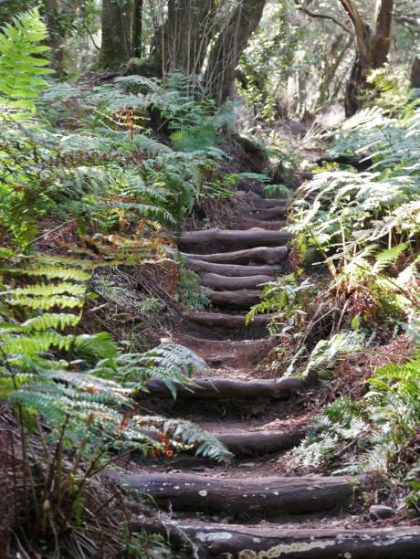 istock Way through nationalpark Garajonay on La Gomera 2200917893