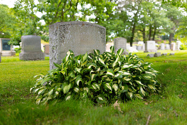 A gravestone sits peacefully in a serene cemetery, adorned by vibrant foliage that flourishes at its base. The surrounding trees add to the tranquil atmosphere during daylight.