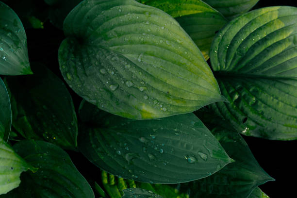 istock Green leaves with water drops, dark green background 2200921114