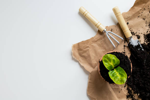istock Young seedling in pot with gardening tools on brown paper and soil 2200921679