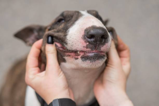 istock The owner squeezes the muzzle of a bull terrier outdoors. 2200922266