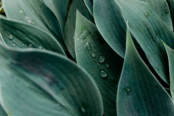 istock Green leaves with water drops, dark green background 2200922813