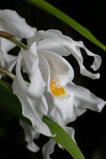 istock Crested Snow Orchid -Coelogyne cristata 2200923055