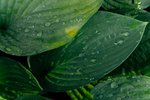 istock Green leaves with water drops, dark green background 2200924894