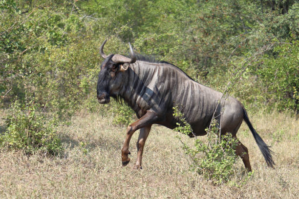 Streifengnu / Blue wildebeest / Connochaetes taurinus