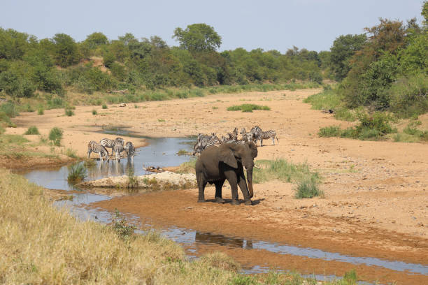 istock Afrikanischer Elefant und Steppenzebra im Tsendze River/ African elephant  and Burchell's zebra in Tsendze River / Loxodonta africana et Equus quagga burchellii 2200926196