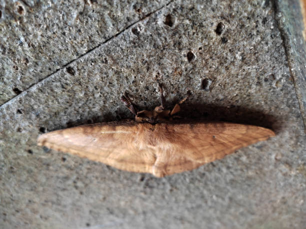 This image showcases a detailed close-up of a brown moth resting on a rough, textured surface. The moth's wings are intricately patterned in shades of brown with fine, furry details near its body. The backdrop, likely a stone or concrete material, adds a natural and rustic aesthetic, emphasizing the moth's delicate features. This image is ideal for themes related to entomology, nature, and macro photography