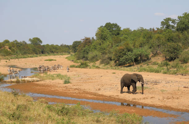 istock Afrikanischer Elefant und Steppenzebra im Tsendze River/ African elephant  and Burchell's zebra in Tsendze River / Loxodonta africana et Equus quagga burchellii 2200926319