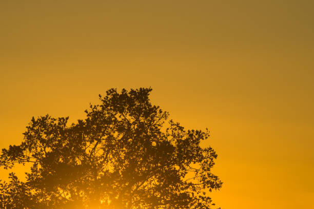 Sunset in yellow tones with backlit oak and horizontal copy space area