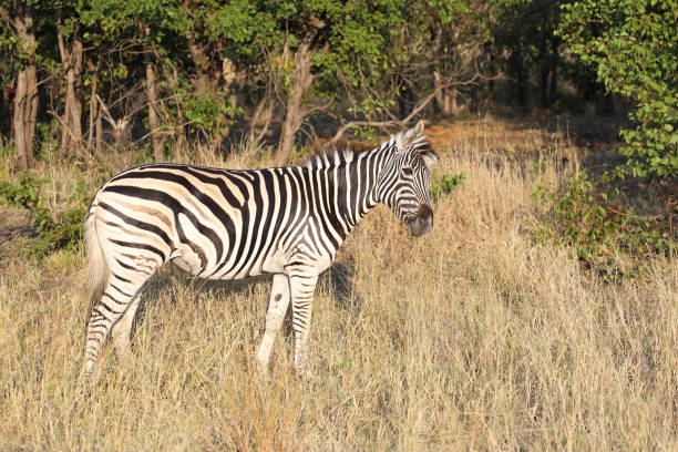 wildlife in Kafue National Park, Zambia, Africa