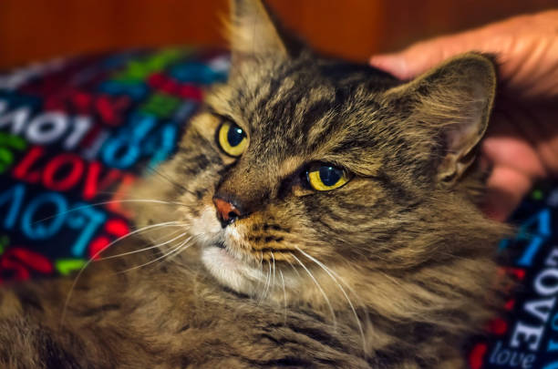 istock Maine Coon cat with runny nose 2200927179