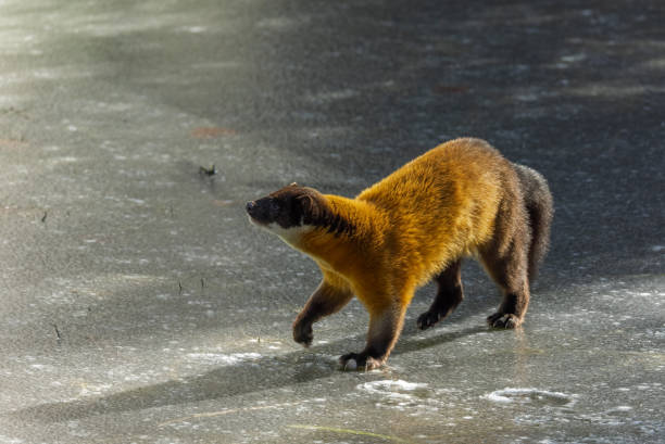 Beautiful yellow-throated marten (Martes flavigula) walking on a frozen lake.