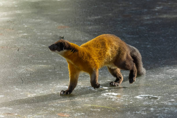 Beautiful yellow-throated marten (Martes flavigula) walking on a frozen lake.