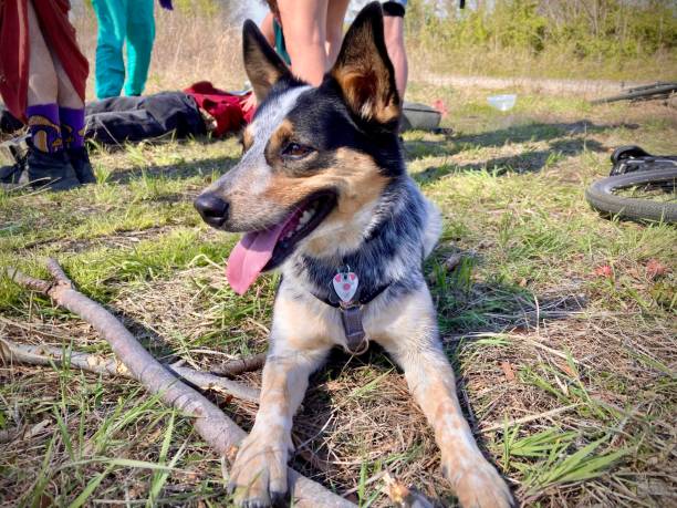 istock Australian Cattle Dog In Nature 2200928328