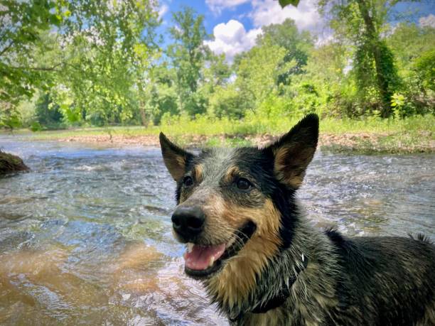 istock Australian Cattle Dog In Water 2200928343