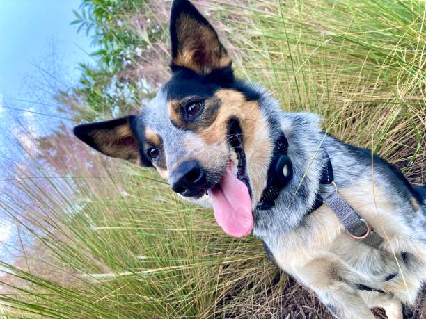 istock Australian Cattle Dog With Flowers 2200928351