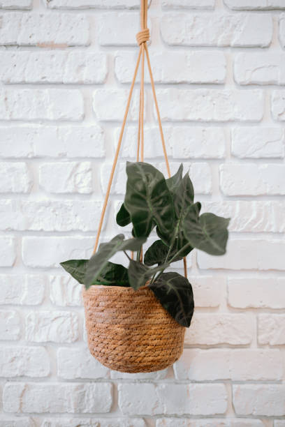 istock Hanging plant in a braided basket against a white brick wall 2200929911