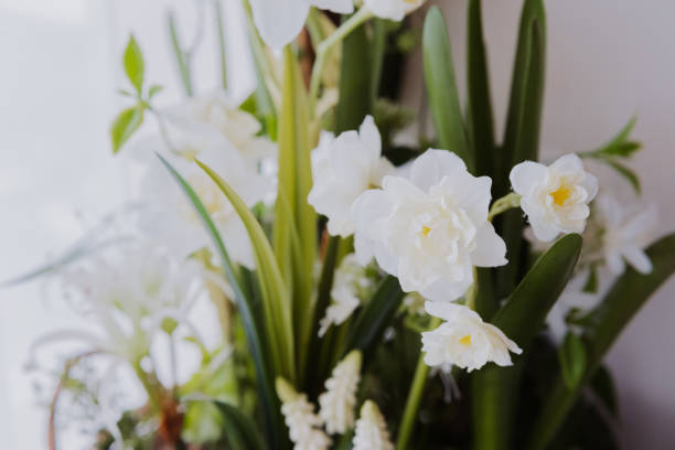 istock Beautiful white flowers arranged in a bright indoor setting near a window 2200929935