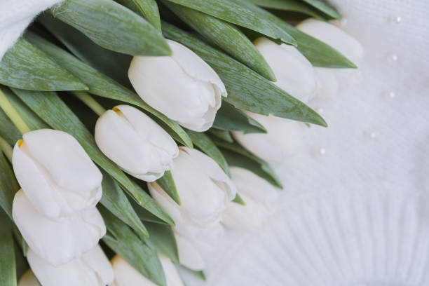 Tulip flower spring background