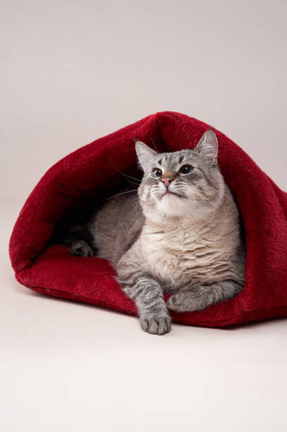 istock Tabby cat peeking out from red pet bed 2200930146
