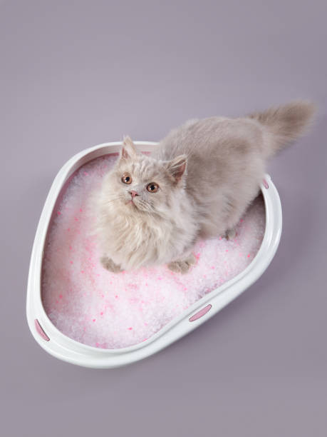 istock Long-haired kitten sitting in white pink basket 2200930154
