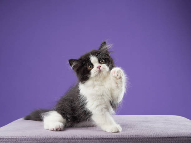 istock Black and white kitten on purple background 2200930173