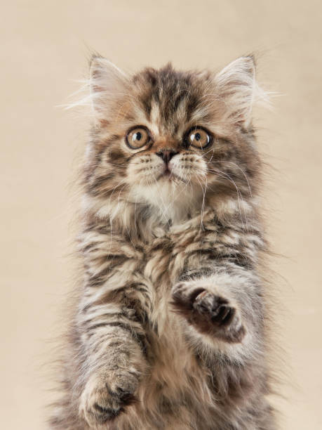 istock Playful kitten with paw raised on beige background 2200930178