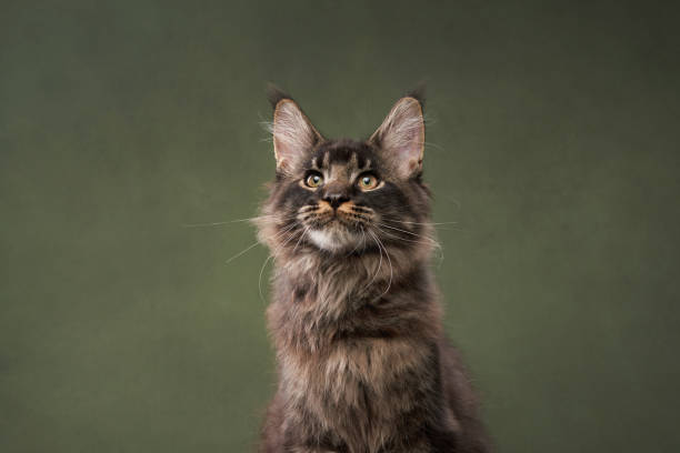 Kitten with fluffy fur on green background