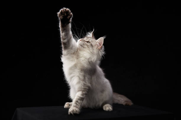 istock Long-haired kitten raising paw on black background 2200930190