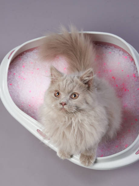 istock A fluffy long-haired cat sitting gracefully in a litter box filled with pink litter granules 2200930199