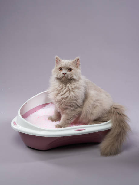 A fluffy long-haired cat sitting gracefully in a litter box filled with pink litter granules