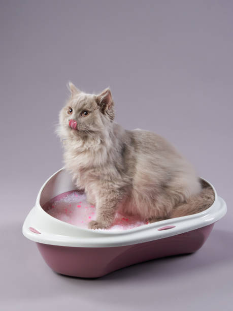 istock A fluffy long-haired cat sitting gracefully in a litter box filled with pink litter granules 2200930205