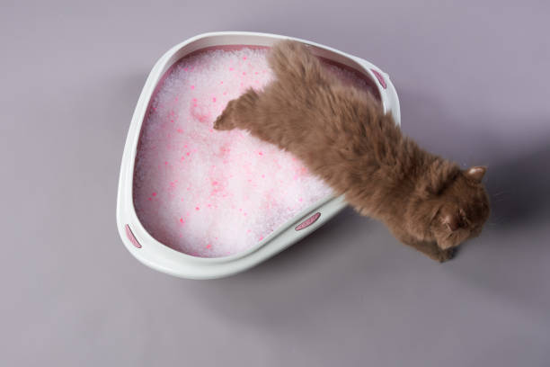 istock A fluffy long-haired cat sitting gracefully in a litter box filled with pink litter granules 2200930209