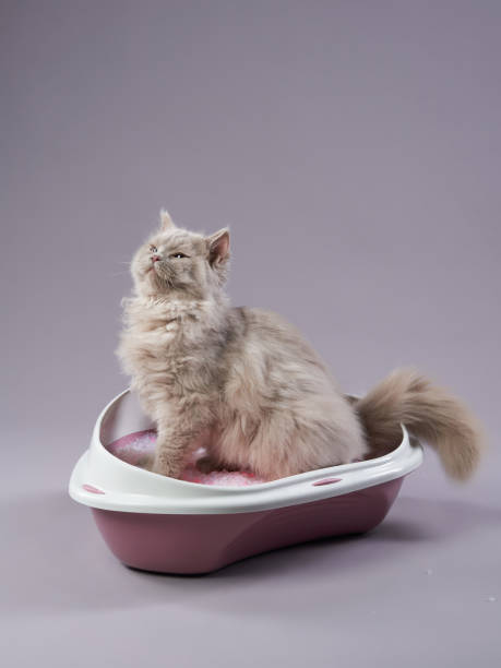 istock A fluffy long-haired cat sitting gracefully in a litter box filled with pink litter granules 2200930211