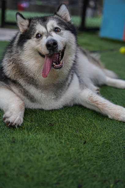 Husky puppy sticking out his tongue
