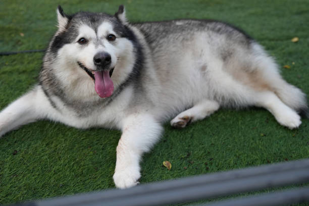 istock Husky dog ​​is sticking out his tongue while looking at the camera 2200930577