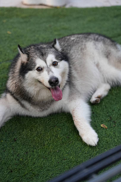istock Cute husky dog ​​looking at camera 2200931373