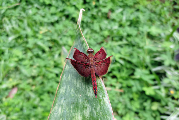 A high-quality macro photograph of a red dragonfly perched on a vibrant green leaf. The intricate details of its delicate wings, segmented body, and large compound eyes are captured beautifully against a blurred green background, showcasing the elegance of this insect in its natural habitat