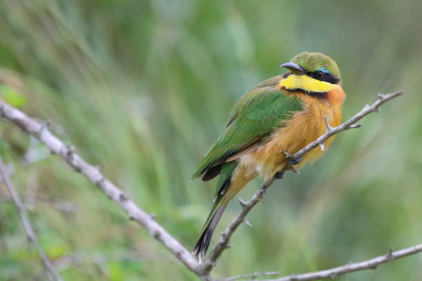 istock Zwergspint / Little bee-eater / Merops pusillus 2200933047